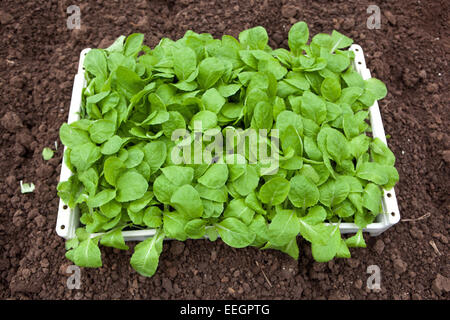 Plants de chou chinois dans une caisse prêts à être plantés dans le sol, République tchèque plants de légumes dans un plateau Banque D'Images