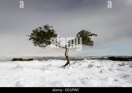 Arbre tordu Banque D'Images