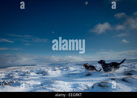 Animaux domestiques : Chiens chassant deux boules de neige, dans le Yorkshire, UK Banque D'Images