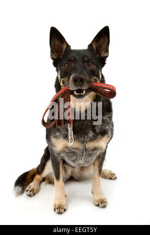 Australian cattle dog holding laisse en bouche Banque D'Images