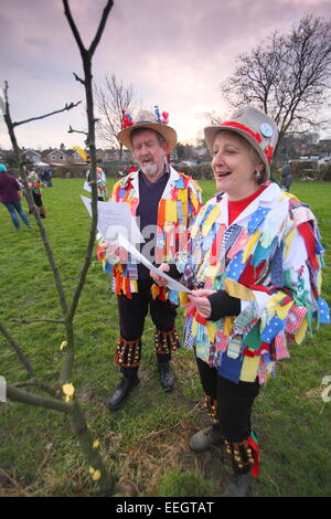 Morris Dancers chanter & doff leur casquette d'un jeune pommier dans le cadre de célébrations wassail dans une communauté orchard Derbyshire UK Banque D'Images