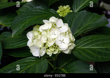 Hydrangea macrophylla à fleurs blanches Banque D'Images