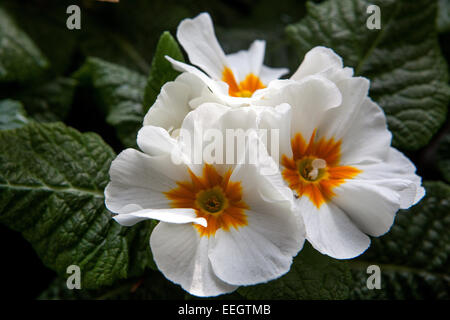 Primula acaulis, primrose, polyanthus blanc, centre orange des primroses Banque D'Images