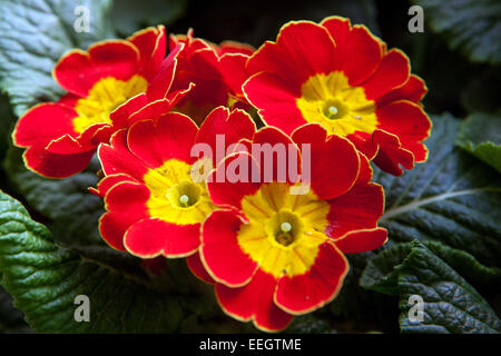 Primula acaulis, primevère, POLYANTHUS, primevères Banque D'Images