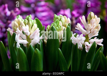 Fleurs Blanches En Jacinthe, En Jacinthes Banque D'Images