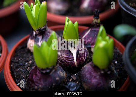 Ampoules de jacinthe plantées dans un pot Banque D'Images