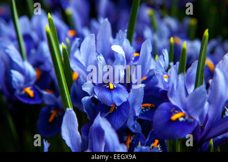 Iris reticulata 'harmonie'. Détail des fleurs Banque D'Images