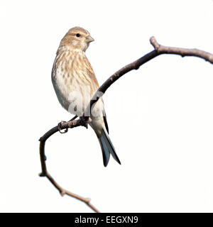 (Acanthis cannabina Linnet).Wild Bird in front of white background, isolé. Banque D'Images