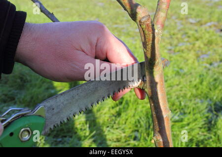 Un homme les pruneaux un jeune pommier (arbre) dans un verger communautaire à Inkerman Park à Chesterfield, Derbyshire, Royaume-Uni Banque D'Images