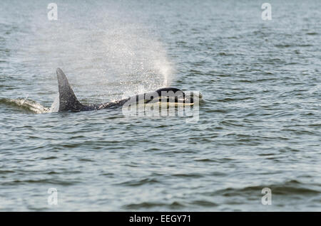 Orca résidents du Sud, J2, connu sous le nom de grand-mère, a vécu jusqu'à plus de 100 ans. Groupe J , Orcinus orca, British Columbia, Canada Banque D'Images