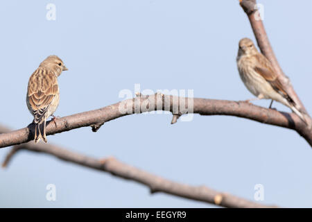 (Acanthis cannabina Linnet).Wild Bird dans un habitat naturel. Banque D'Images