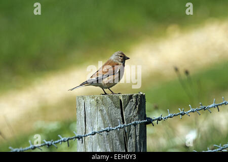 (Linnet Carduelis cannabina) - perché sur fencepost. Banque D'Images