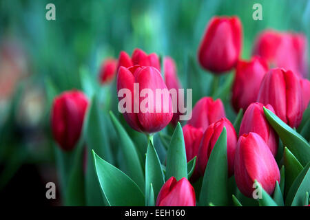 Jardin de tulipes rouges, Tulipa rouge, Bloom, fleurs Banque D'Images
