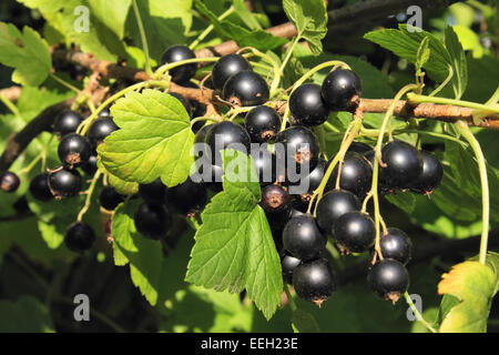 La direction de cassis dans un jardin Banque D'Images