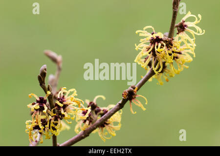 Filandreux, parfumé fleurs d'hiver de l'hamamélis, Hamamelis x intermedia 'Primavera' Banque D'Images
