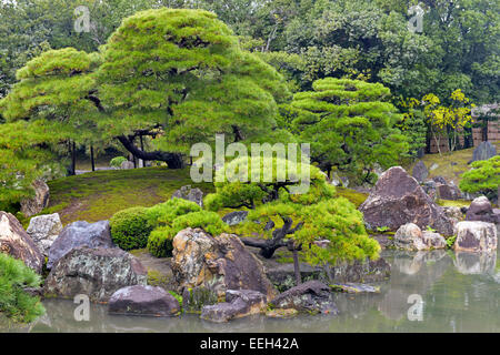 Des pins dans le jardin japonais, Kyoto, Japon Banque D'Images