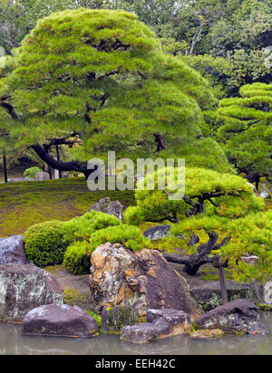 Des pins dans le jardin japonais, Kyoto, Japon Banque D'Images