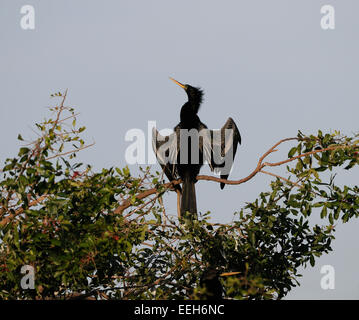 Anhinga (Anhinga anhinga) à la brousse de la Venise Rookery en Floride Centrale, Amérique latine, USA Banque D'Images