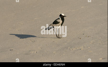 Le forgeron forgeron aka (Vanellus armatus) sur une plage près de Simon's Town, dans le Western Cape, Afrique du Sud. Banque D'Images