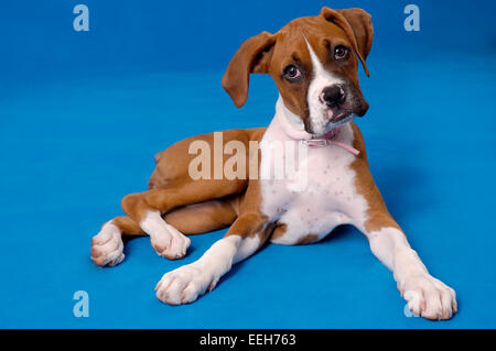 Boxer chiot chien sur fond bleu studio Banque D'Images