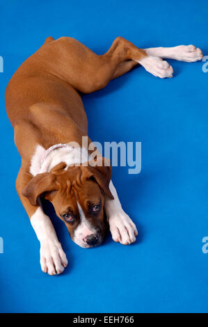 Portrait d'un chiot Boxer, couchée, à jusqu'au spectateur. Banque D'Images