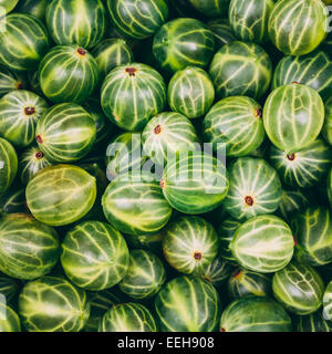 Des groseilles. Petits fruits bio vert Close up. Arrière-plan de Groseille Mûre Banque D'Images