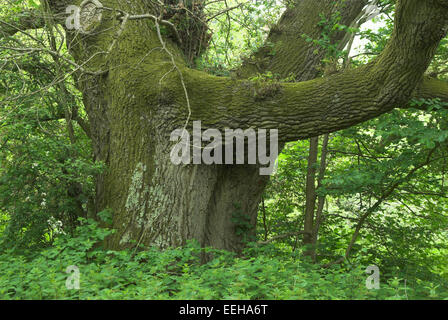 Vieux chêne pédonculé arbre. Dorset, UK Banque D'Images