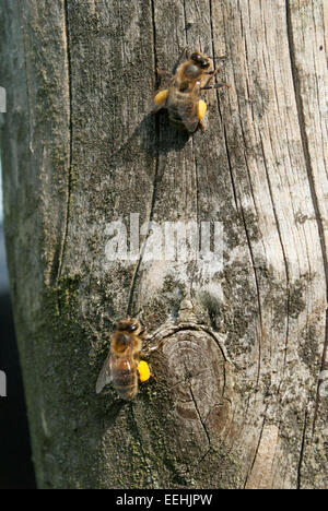 Les abeilles du miel avec pleine corbeilles à pollen se reposant sur un arbre Banque D'Images