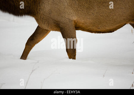 YELLOWSTONE, USA cerfs dans la neige. Banque D'Images