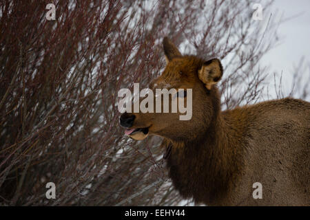 YELLOWSTONE, USA cerfs dans la neige. Banque D'Images