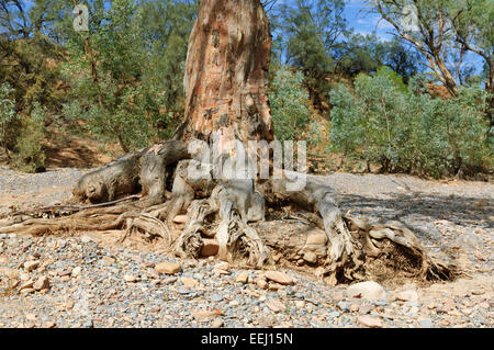 Eucalyptus poussant dans un lit de créekbed sec, North Flinders Ranges, Australie méridionale, Australie méridionale Banque D'Images