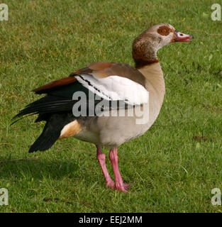 Alopochen aegyptiacus, connue sous le nom d'oie égyptienne, est une sauvagine originaire du nord-est de l'Afrique. Cette espèce est reconnue pour son plumage saisissant et se trouve souvent près des plans d'eau. Banque D'Images