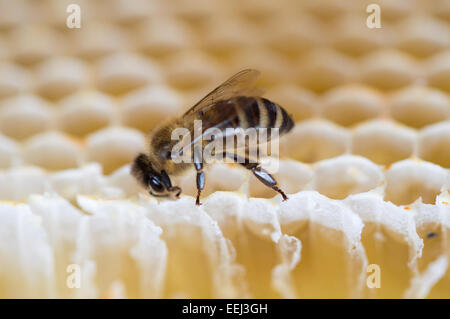 Près d'abeilles jusqu'au sommet d'un rayon à miel Banque D'Images