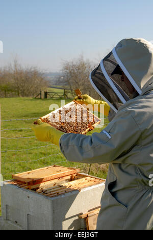 Apiculteur inspectant un cadre d'abeilles dans une ruche au printemps Banque D'Images