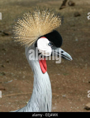 Balearica regulorum, connue sous le nom de grue à couronnes grises, est une espèce de grue présente en Afrique orientale et australe. Elle se caractérise par son plumage gris saisissant et sa crête dorée distinctive, souvent observée dans les habitats des zones humides. Banque D'Images