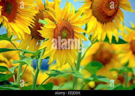 Close up de tournesols dans un champ en France Banque D'Images