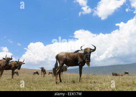 Le Gnou bleu (Connochaetes taurinus) debout sur la plaine au Ngorongor, cratère à la recherche dans l'appareil photo de l', Banque D'Images