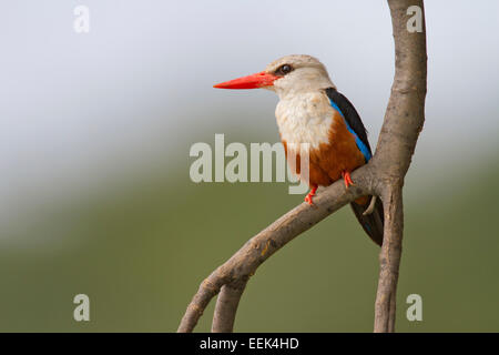 Martin-pêcheur à tête grise (Halcyon leucocephala) perché sur une branche Banque D'Images