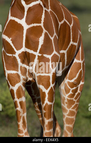 Fermer la vue du corps d'une girafe réticulée (Giraffa camelopardalis reticulata) pour montrer le motif caractéristique de thi Banque D'Images