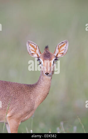 Portrait d'un Kirk's dik-dik (Madoqua kirkii) dans le Parc National de Samburu, Kenya Banque D'Images