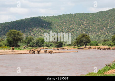 Troupeau d'éléphants (Loxodonta africana) boire à l'Uaso Nyiro à Samburu National park, Kenya Banque D'Images