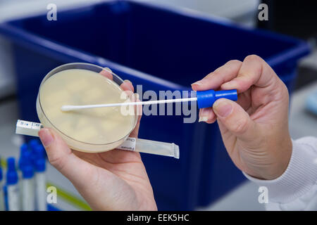 Un technicien de laboratoire de pathologie à l'aide d'un coton-tige sur une boîte de Pétri avec une culture de bactéries Banque D'Images