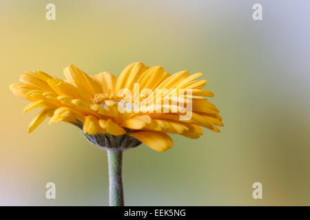 Belle fleur gerbera jaune Banque D'Images