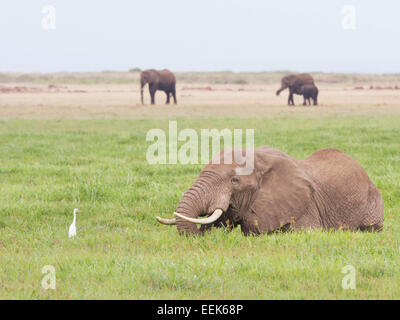 L'éléphant africain (Loxodonta africana) parcourt dans swamp observé par une grande aigrette (Casmerodius albus) Banque D'Images