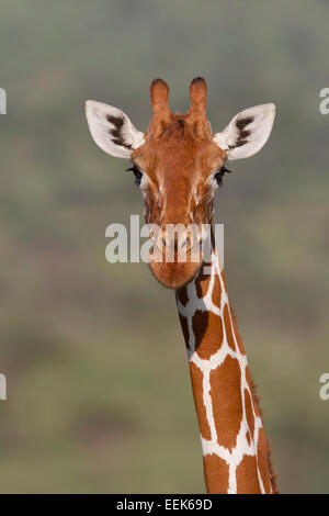 Portrait d'une girafe réticulée (Giraffa camelopardalis reticulata) Banque D'Images