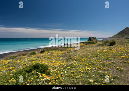 Flower meadow près de Cape Palliser, Nouvelle-Zélande,, Blumenwiese suis Cape Palliser, États-Unis, Nordinsel Banque D'Images