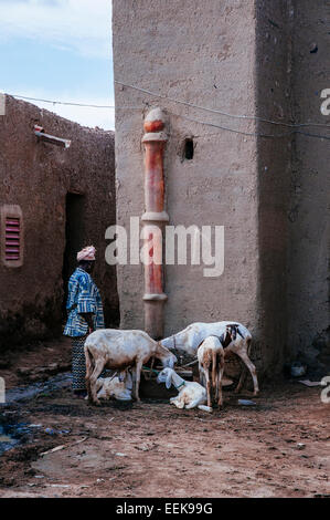 Femme et les chèvres en te rues de Djenné, Mali. Banque D'Images