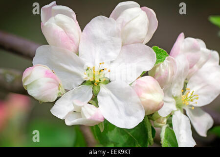 Branche de pommier avec beaucoup de blanc-rose couleurs et de bourgeons dans un jardin verdoyant au printemps. Banque D'Images