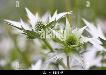 Eryngium giganteum 'Silver Ghost', Close up of sea-holly fleur. Banque D'Images