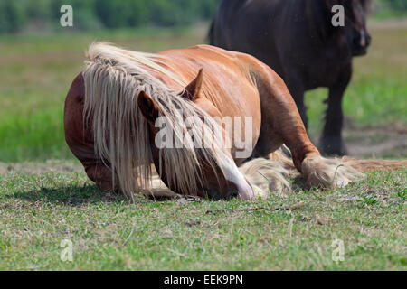 En roulant cheval soleil sur l'herbe verte à l'intérieur de clôture électrique, qui s'ébattent Banque D'Images